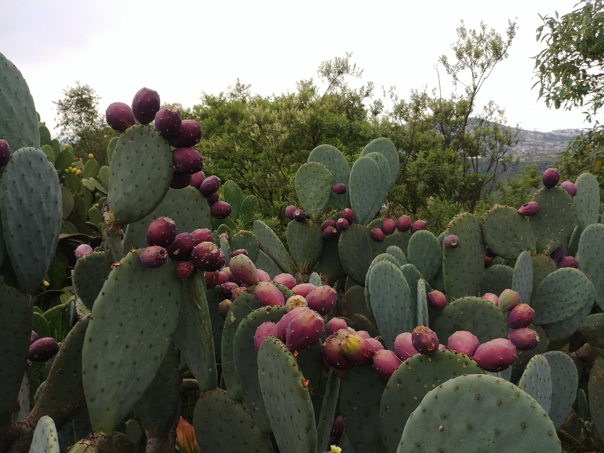 Opuntia robusta